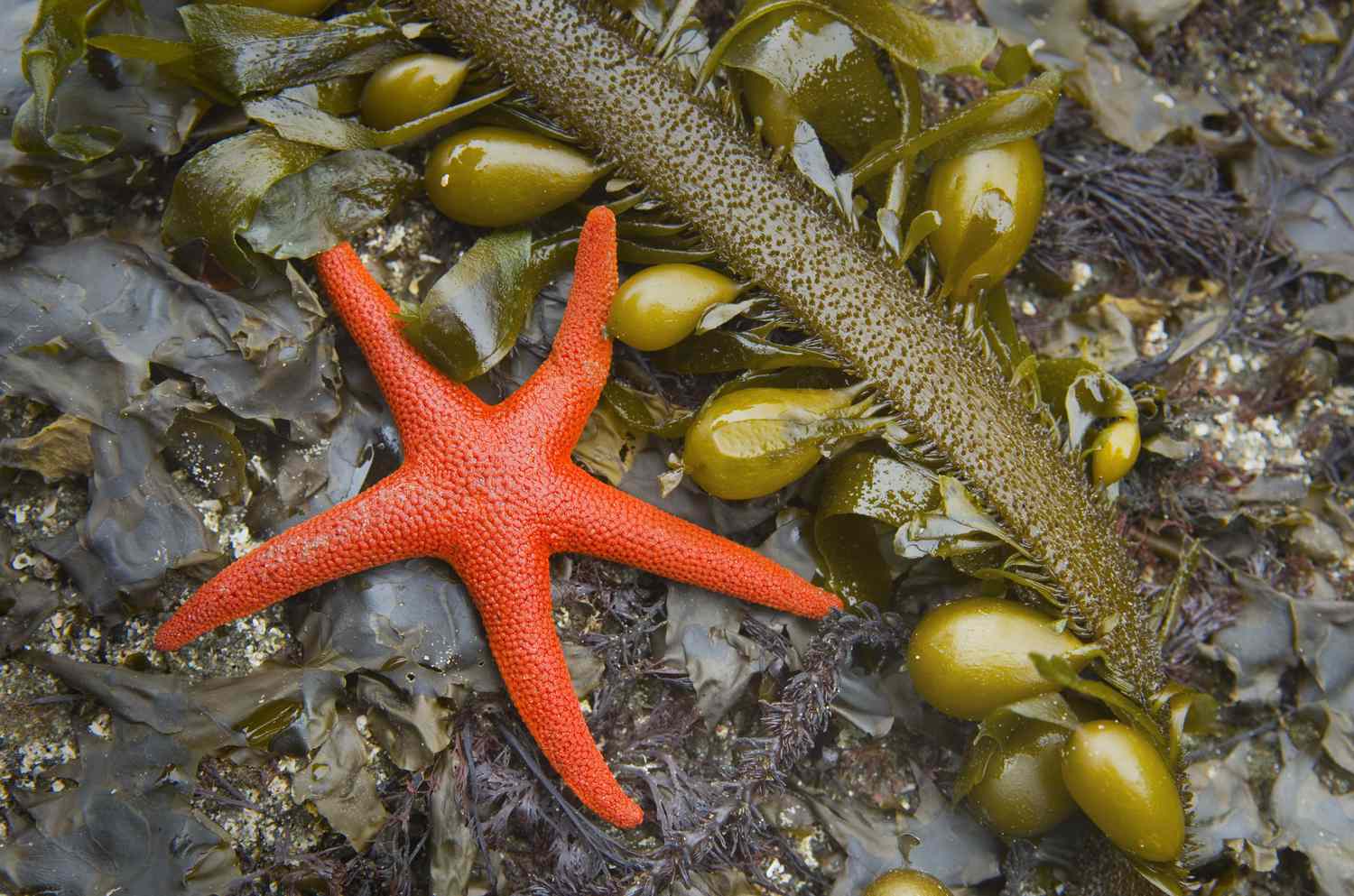 20 Причудливых и красивых видов морских звезд