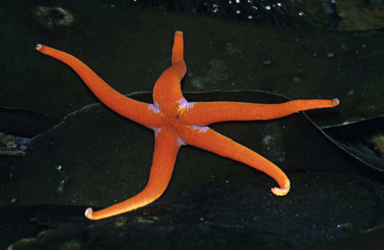 Тихоокеанская кровавая морская звезда в приливном бассейне