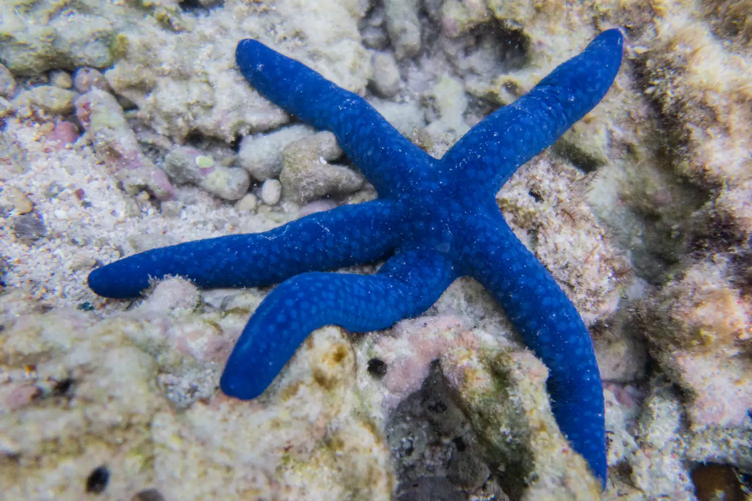 Синяя морская звезда на коралле