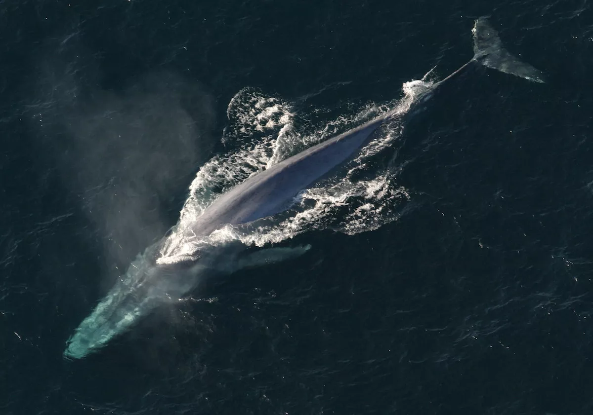 Плавание синего кита, вид сверху