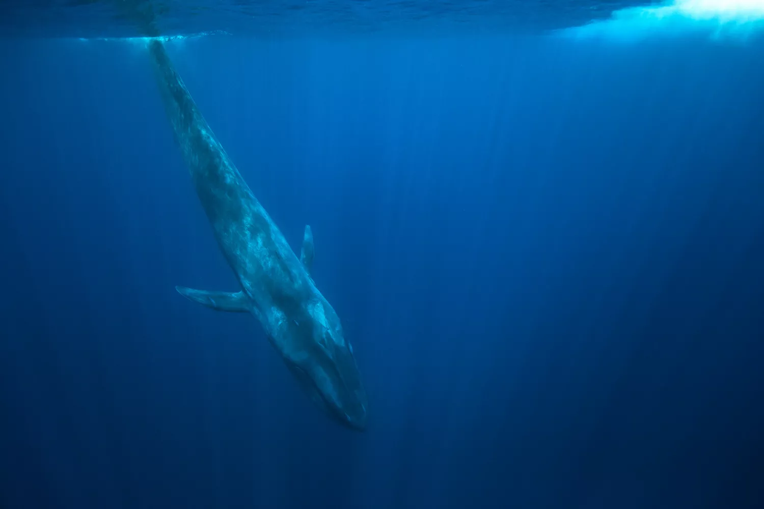 Голубой кит ныряет у берегов Шри-Ланки