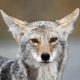 В чем разница между койотами и волками?