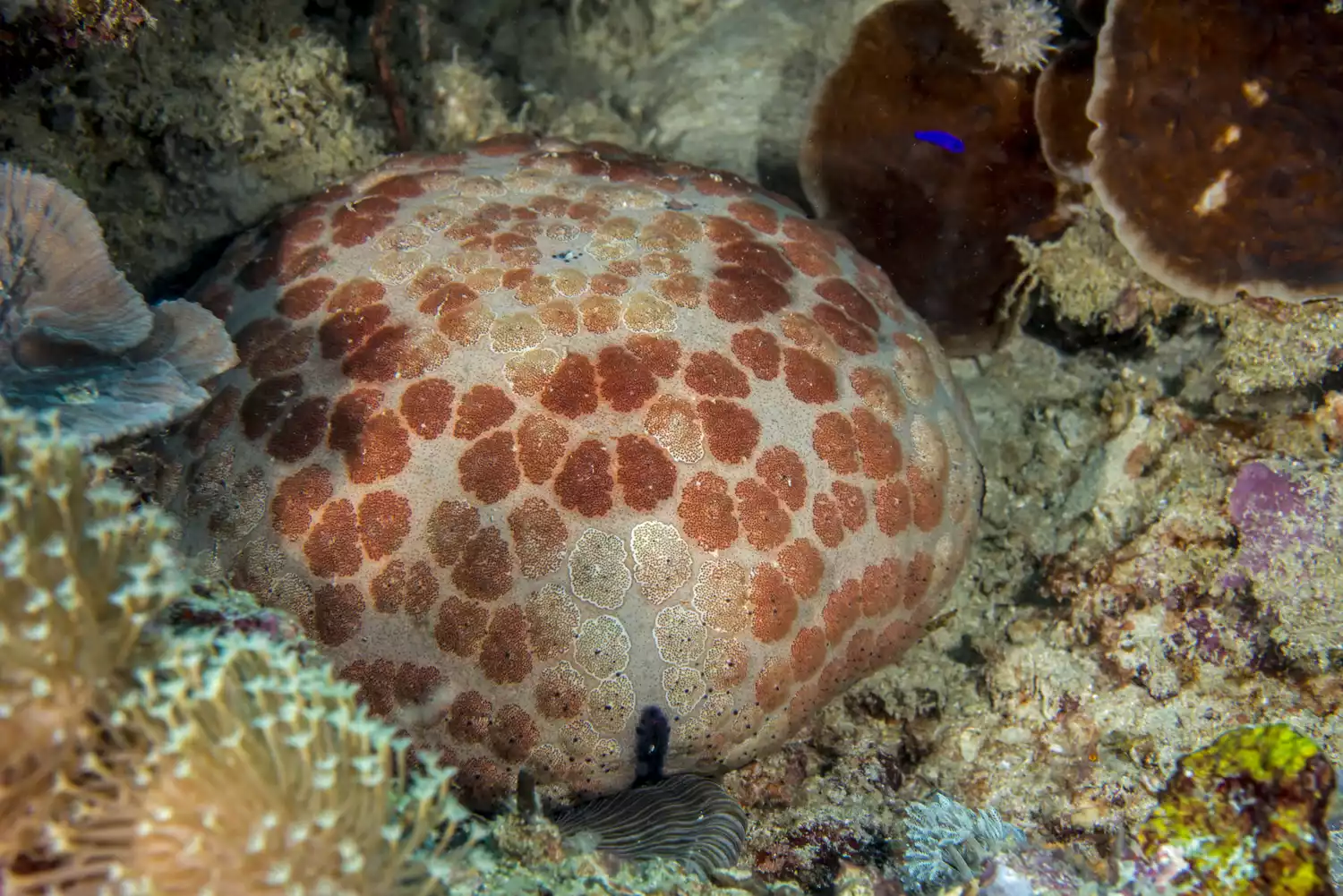 Морская звезда-подушка в коралловом рифе