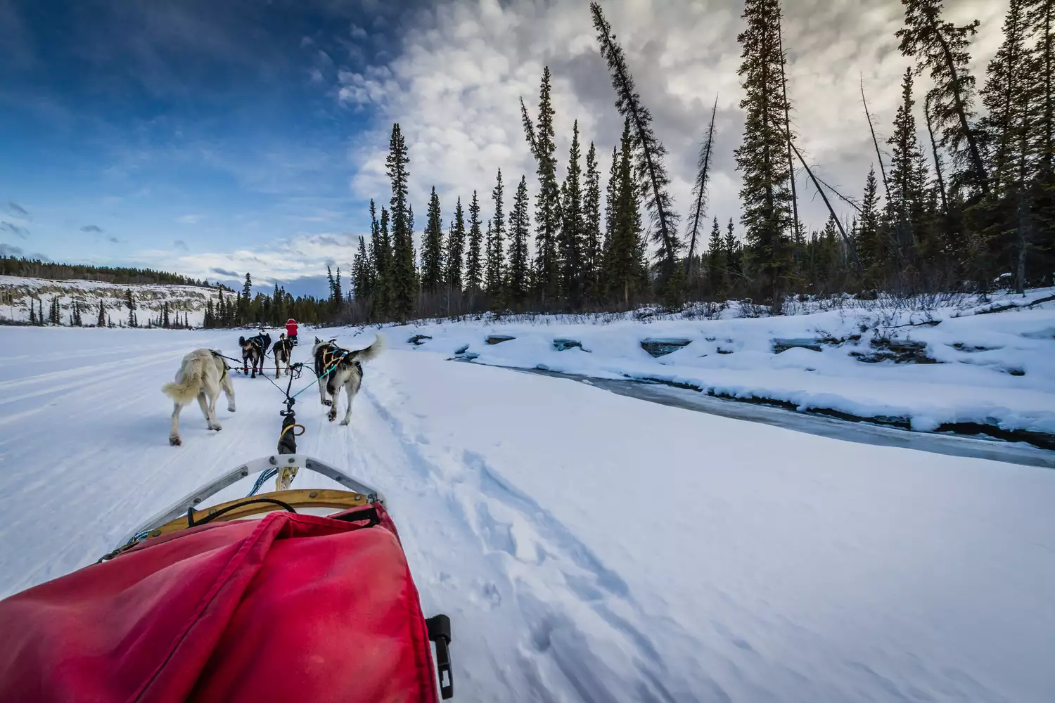 Собачья упряжка путешествует по зимнему ландшафту, Юкон, Канада