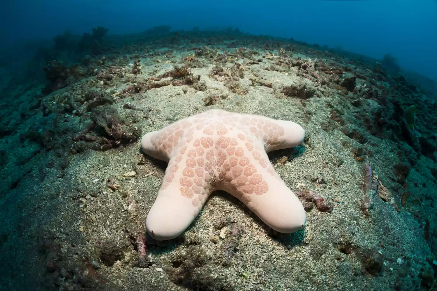 Зернистая морская звезда с толстыми ногами на Бали