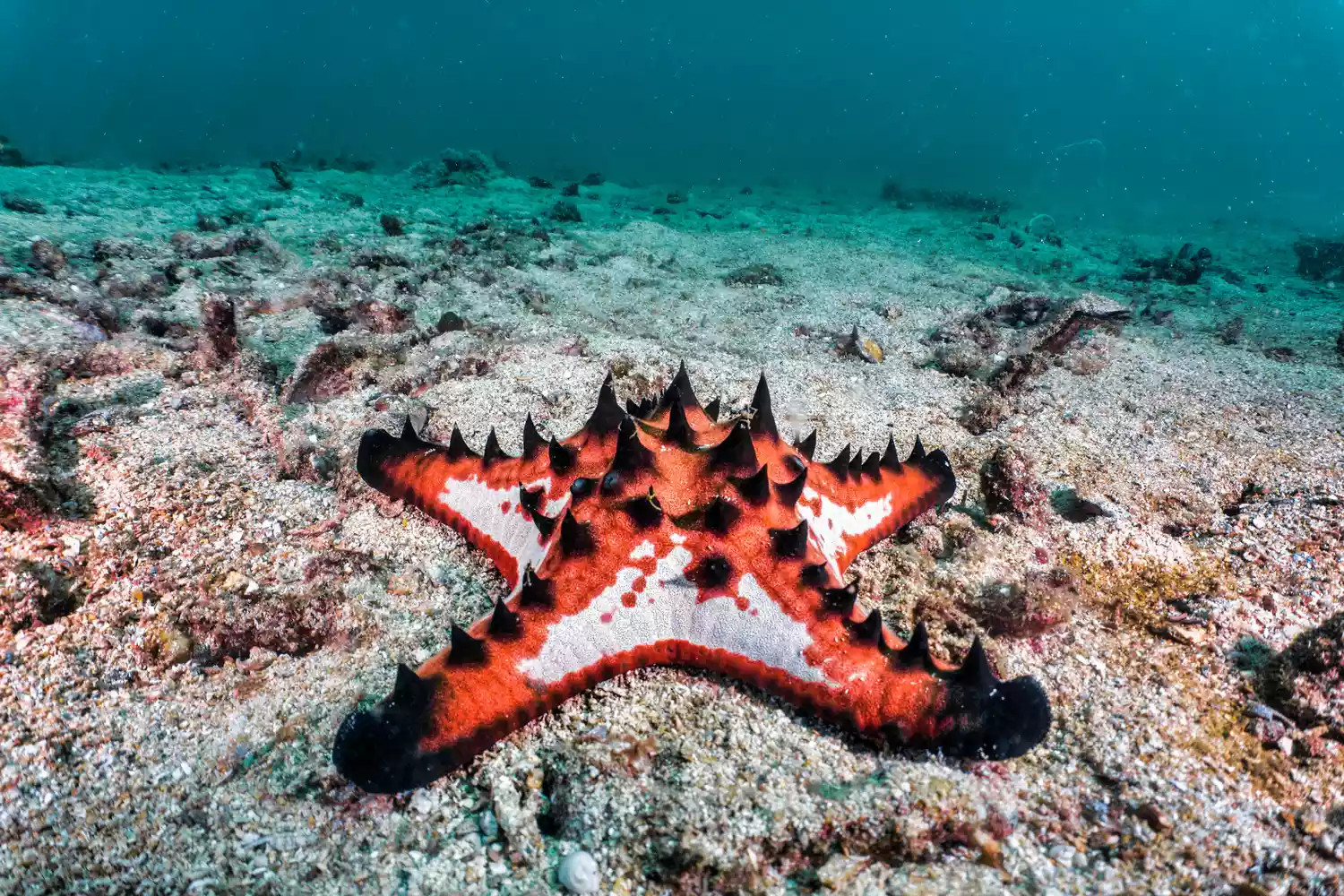 Рогатая морская звезда с черными рожками