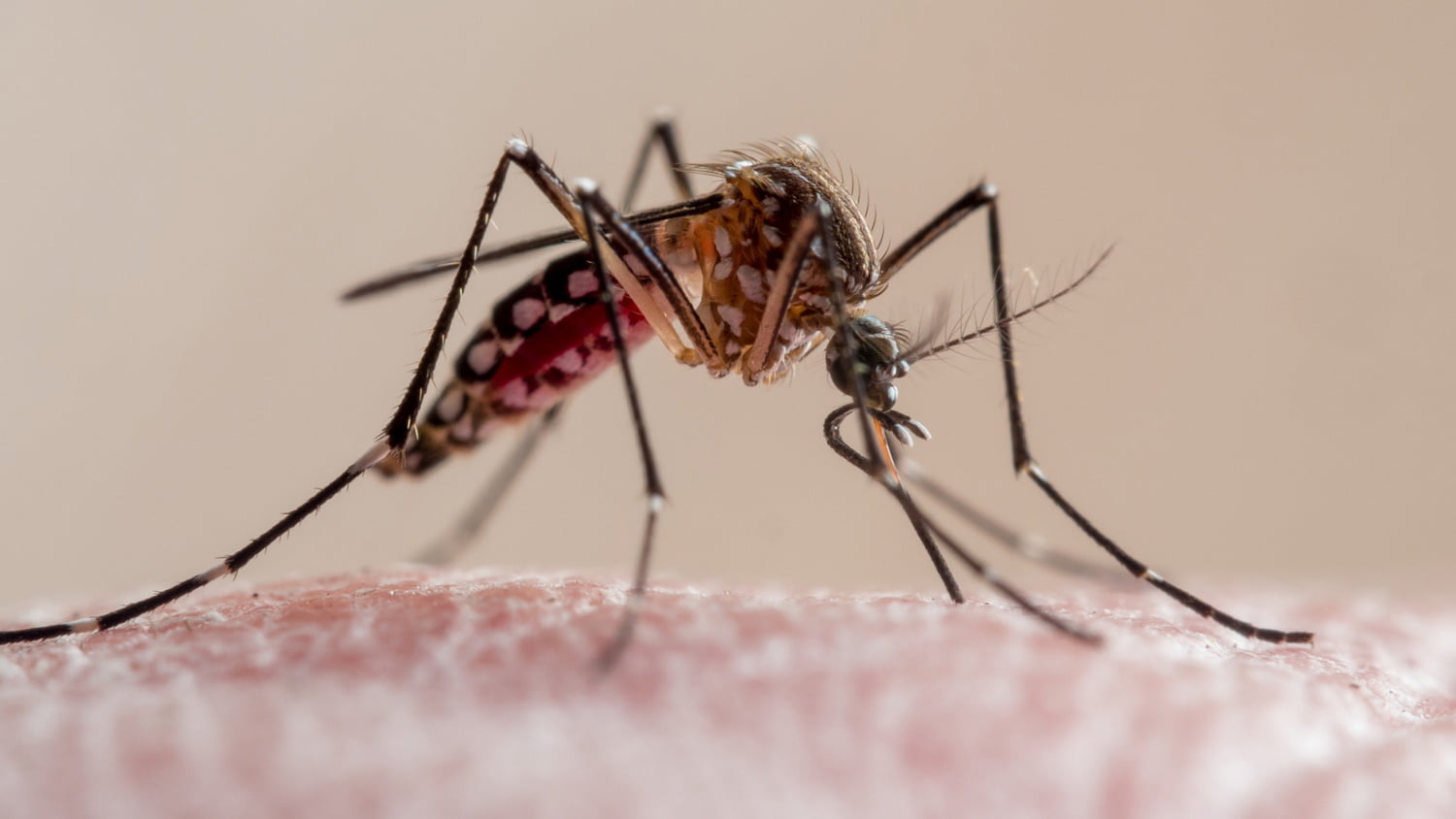Крупный план комара, кусающего кожу человека