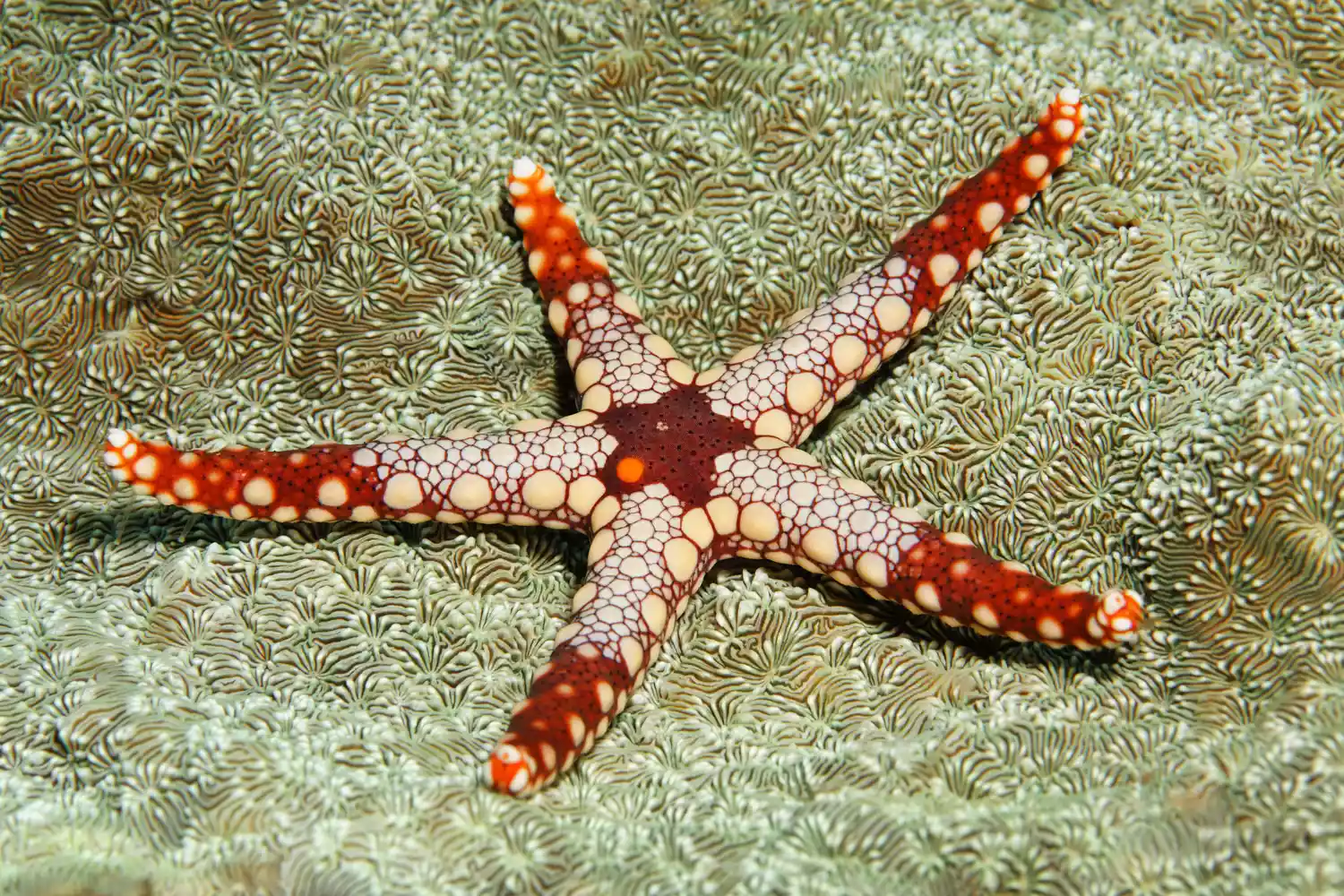 Жемчужная морская звезда с декоративными пятнами