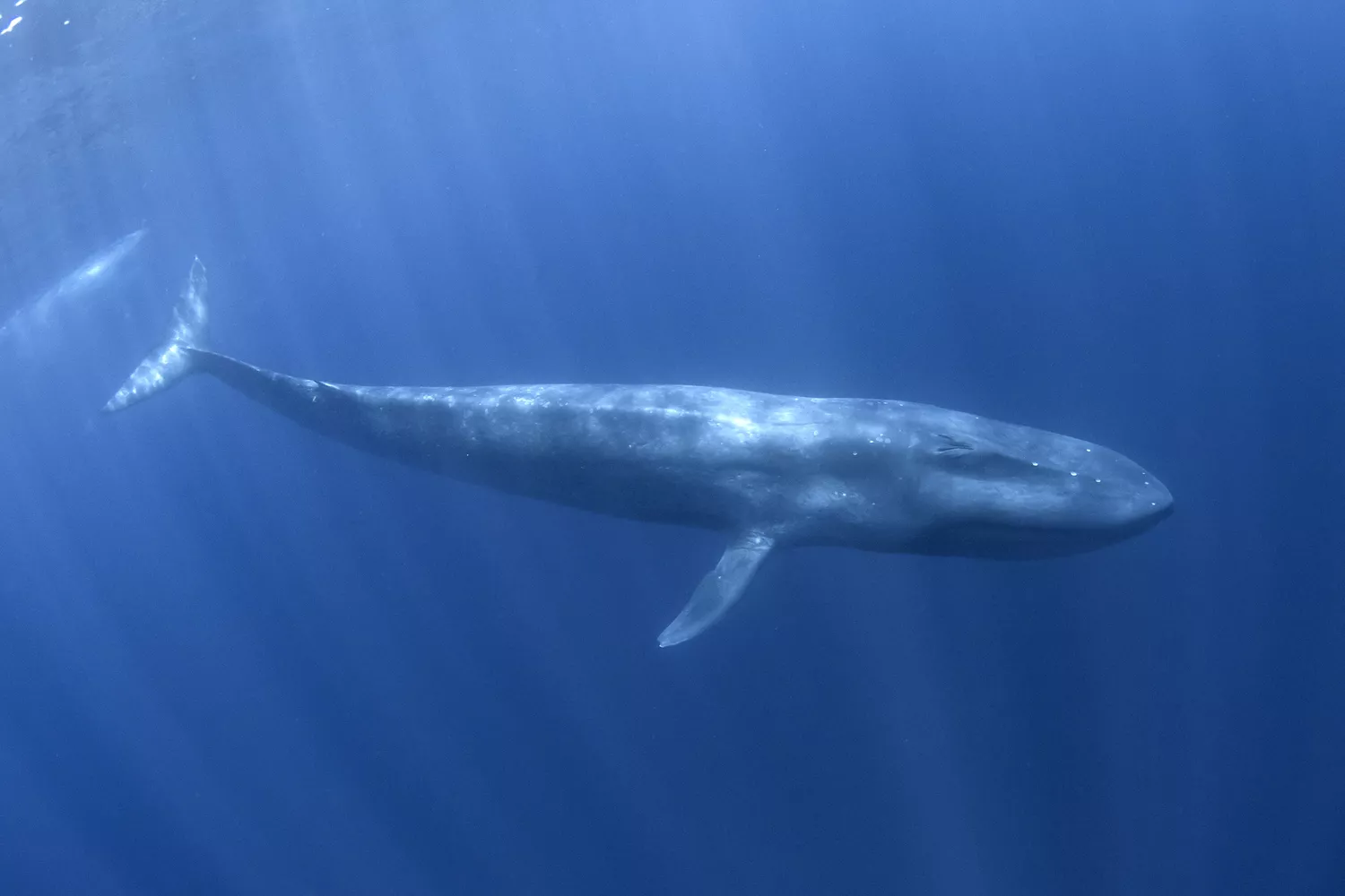 Карликовый синий кит плавает под водой