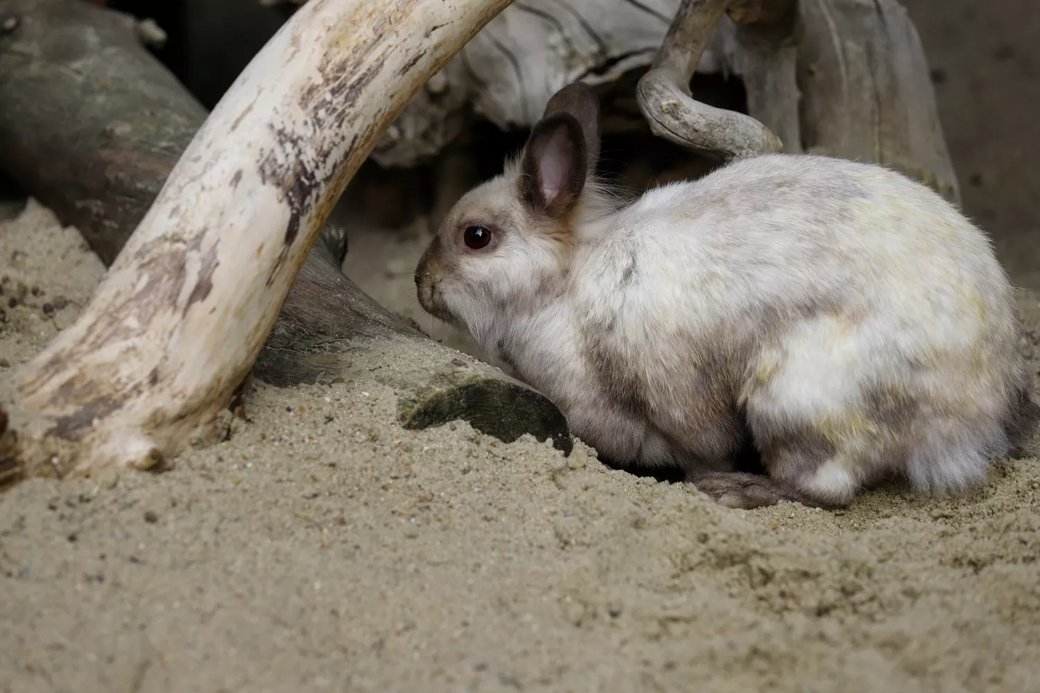 Полное тело бежево-серого карликового кролика возле ветки