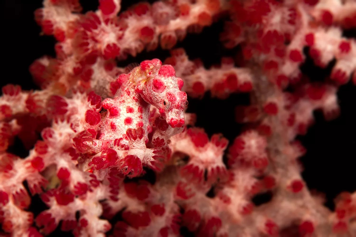Карликовый морской конек сливается с красным мягким кораллом