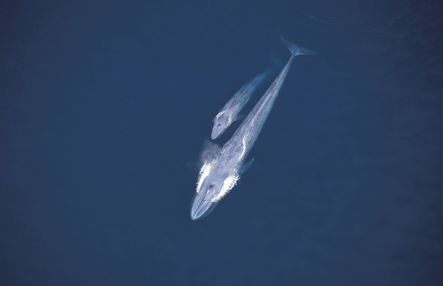 11 Фактов о синих китах, самых крупных животных на Земле