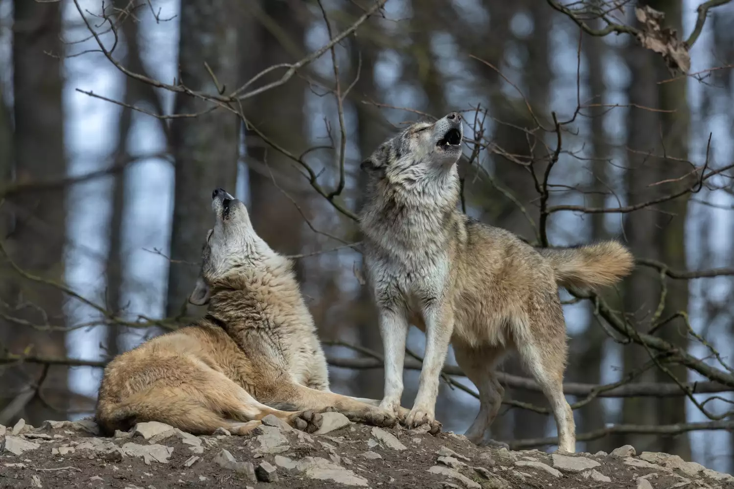 Два воющих волка