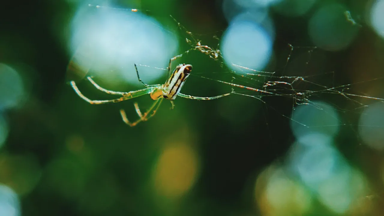 Желтый паук Leucauge argyra висит на паутине вниз головой