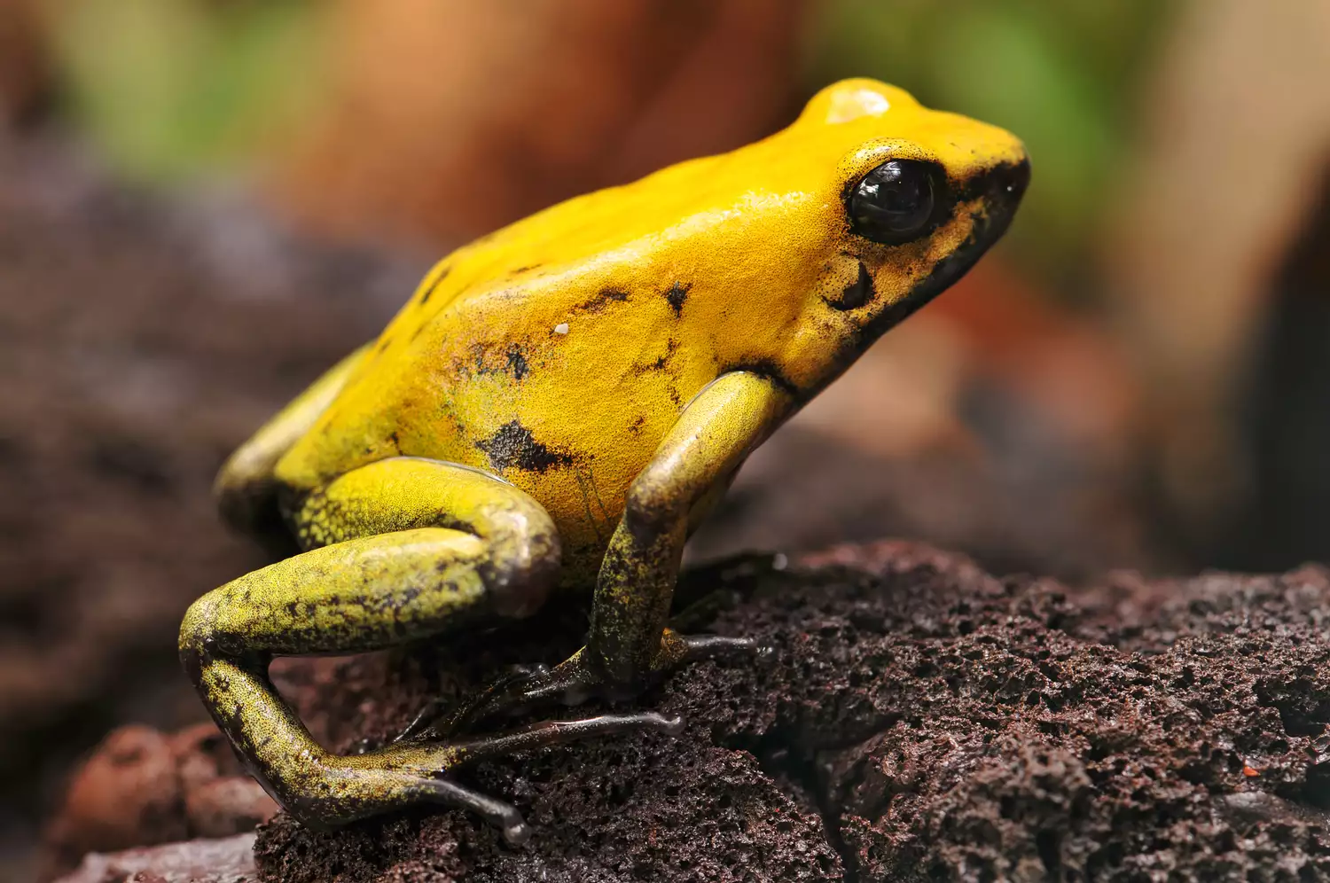 Ярко-желтая лягушка ужасный листолаз сидит на грязи