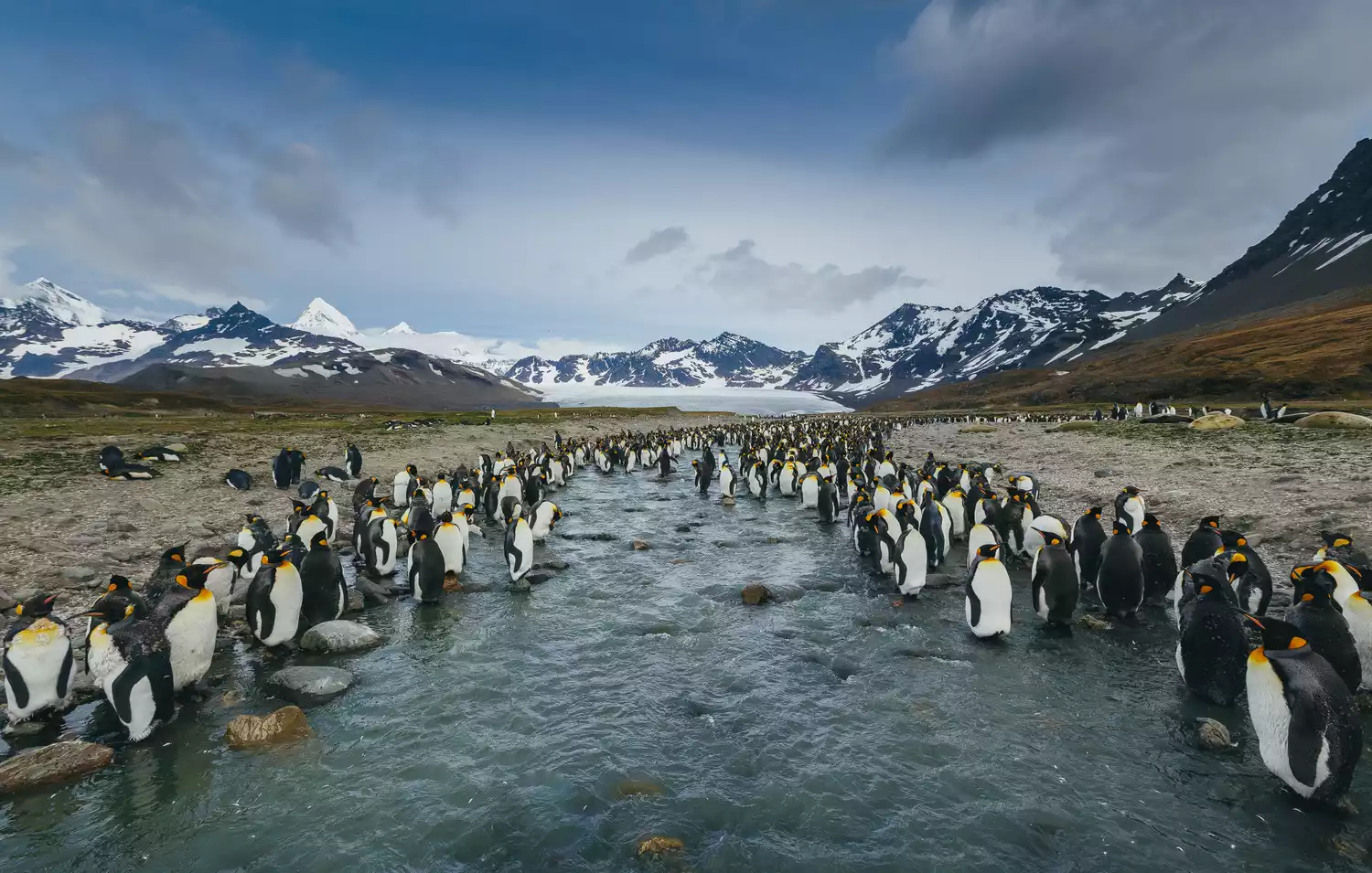 Королевские пингвины в заливе Сент-Эндрюс, Южная Георгия