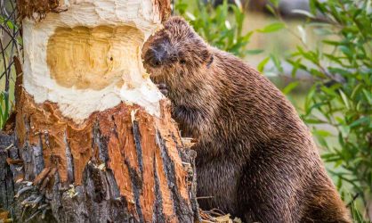 8 Удивительных фактов о бобрах