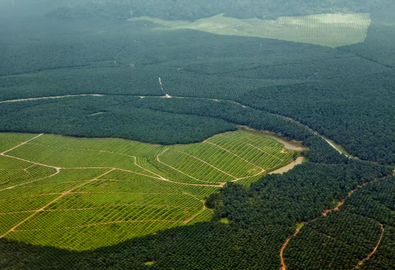 Плантации масличной пальмы на северо-востоке Борнео, Малайзия