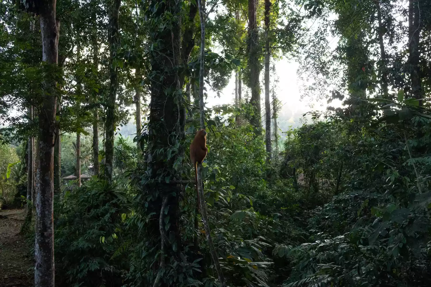 Дождевой лес с очковым тонкотелом, висящим на дереве в Борнео