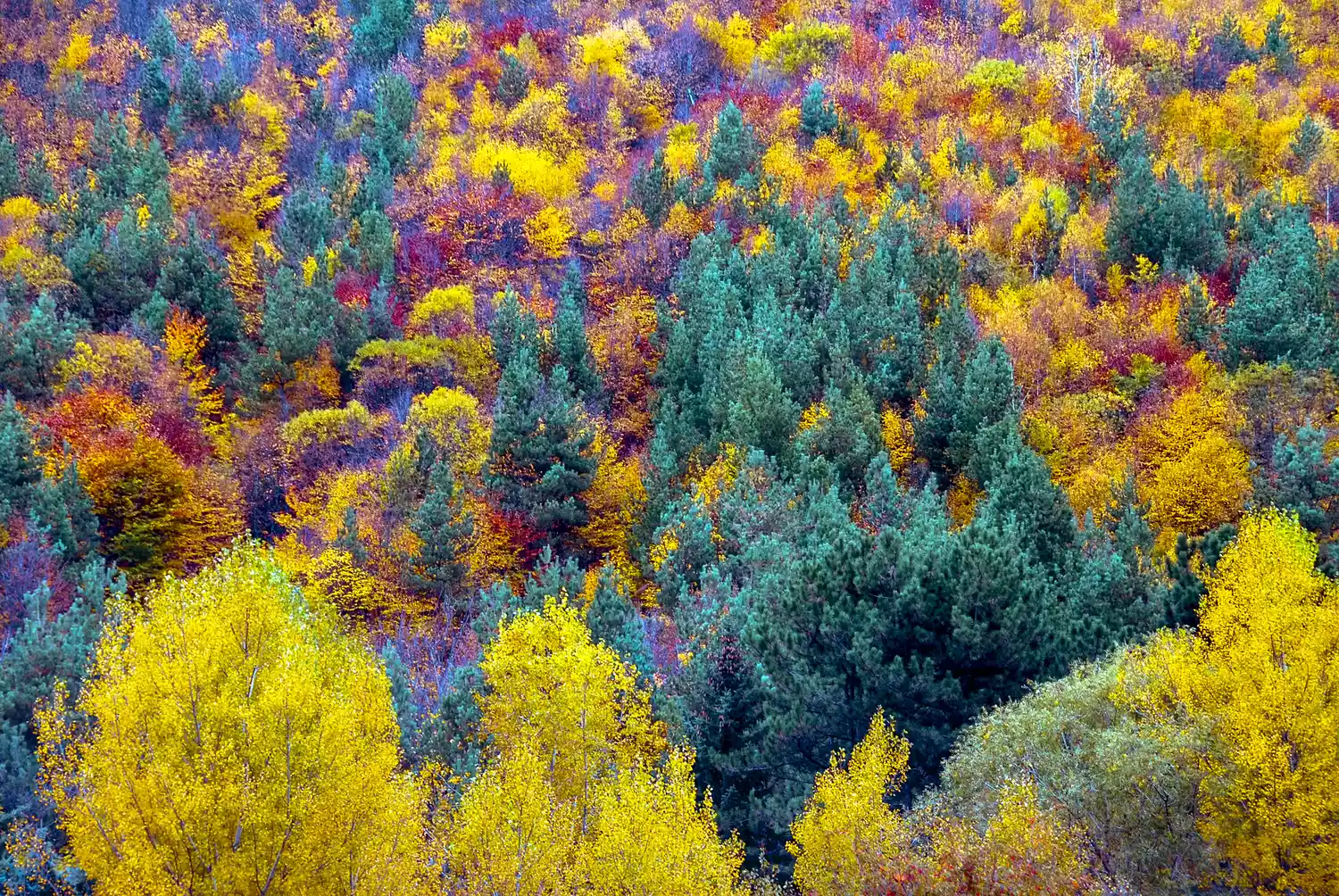 Осенний красочный фон текстуры деревьев