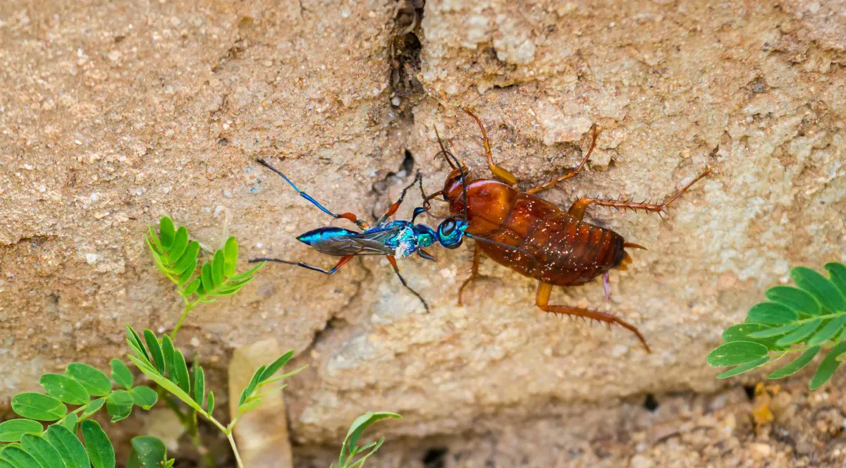 Изумрудная оса кусает таракана за спину, когда они стоят на каменной стене