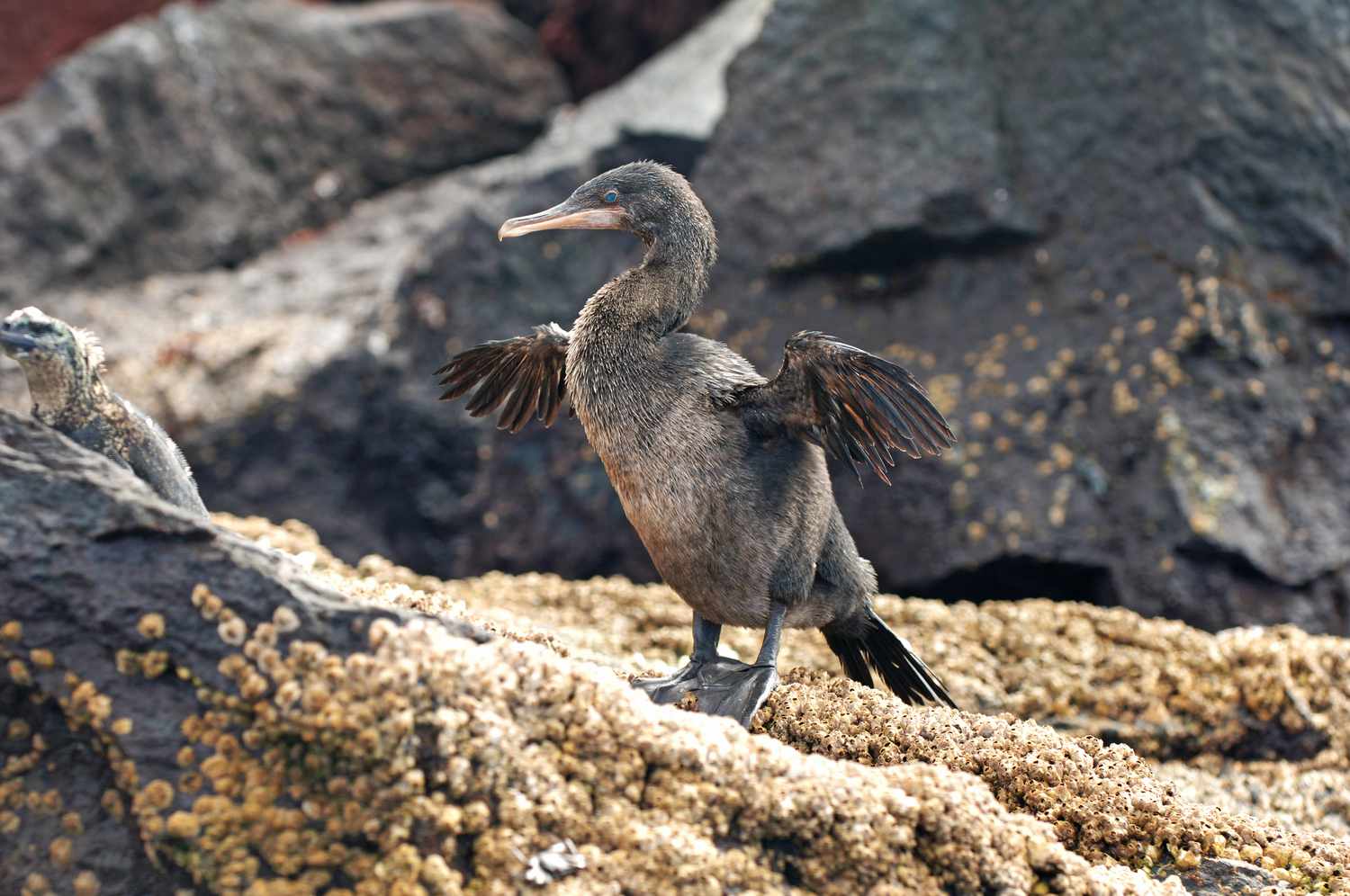 Галапагосский нелетающий баклан на пляже с распростертыми крыльями