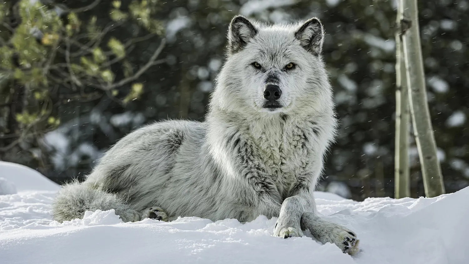 Серый волк (Canis lupus)