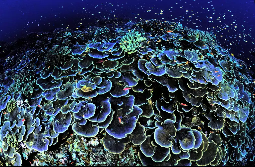 Коралл Montipora aequituberculata