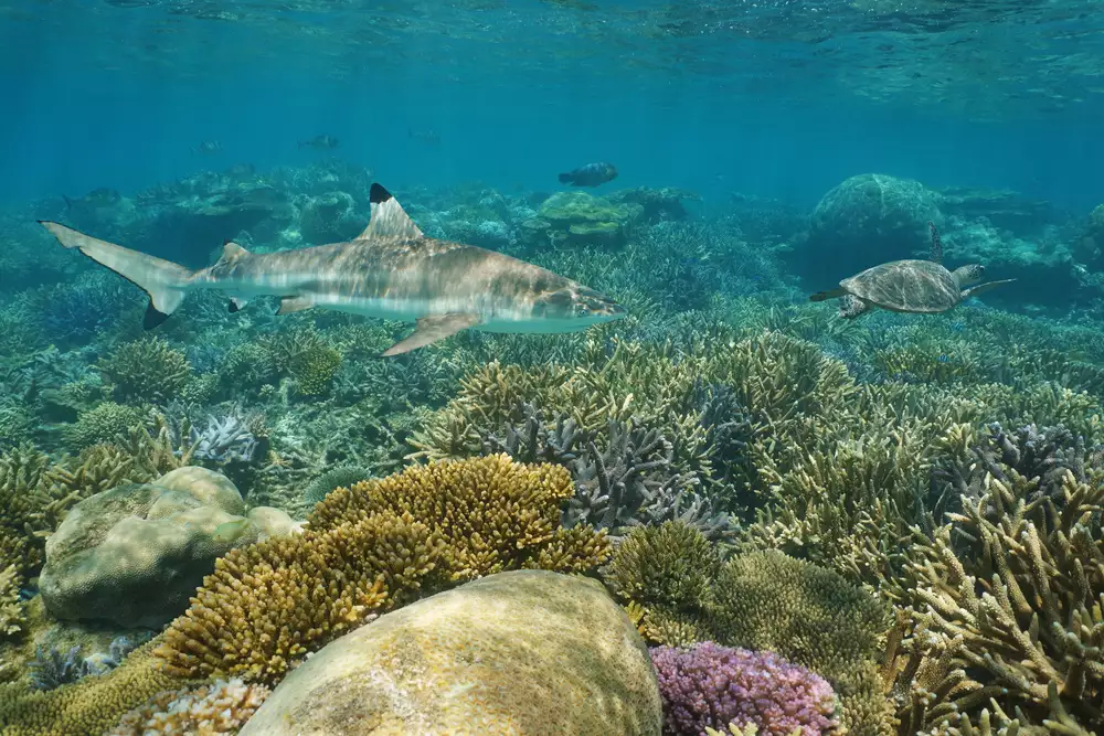 Акула и черепаха в Коралловом море