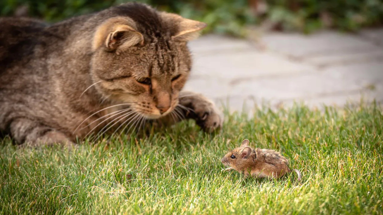 Серая кошка и коричневая мышь сидят рядом друг с другом на зеленой траве