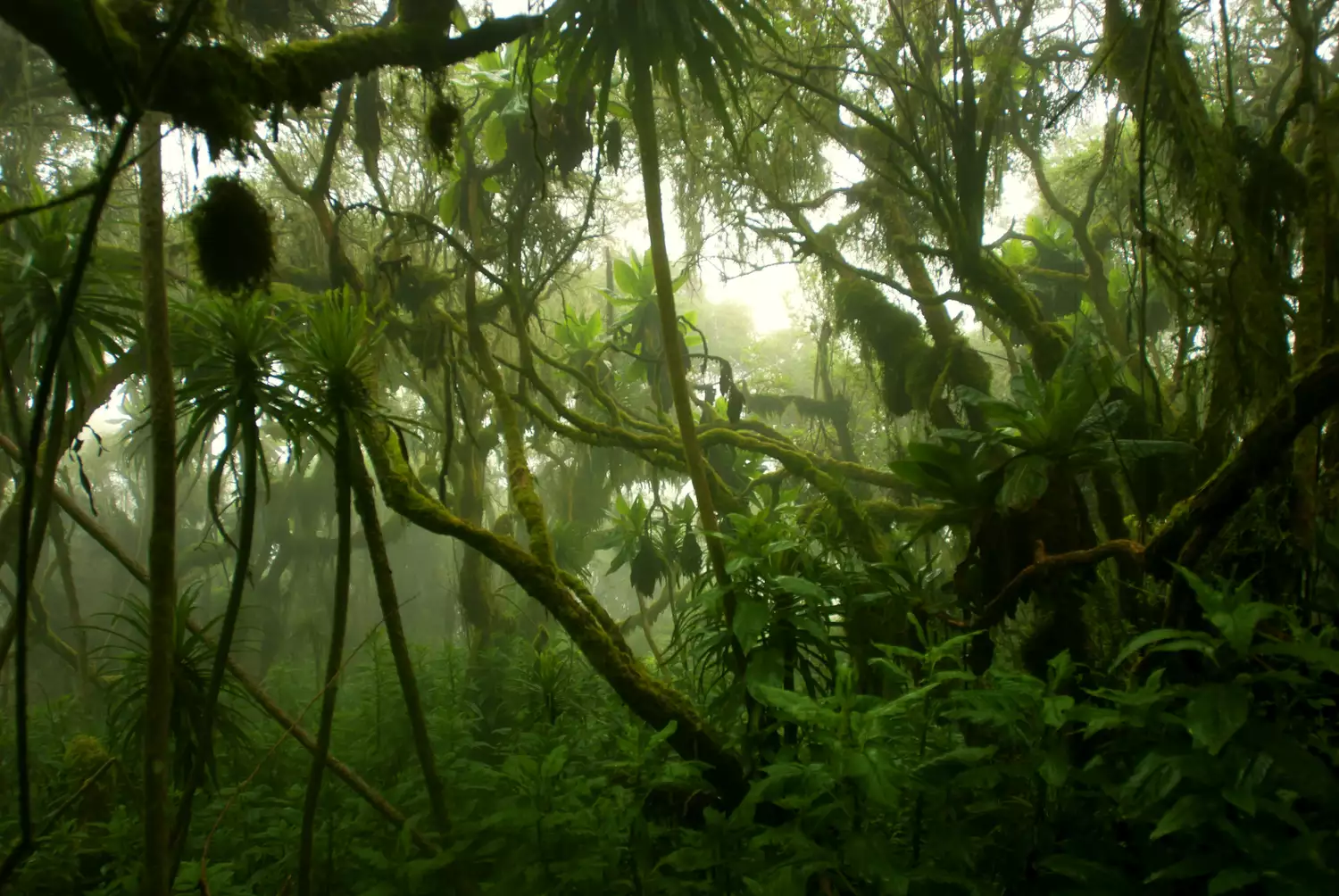 Тропический густой лес, покрытый туманом, Центральная Африка