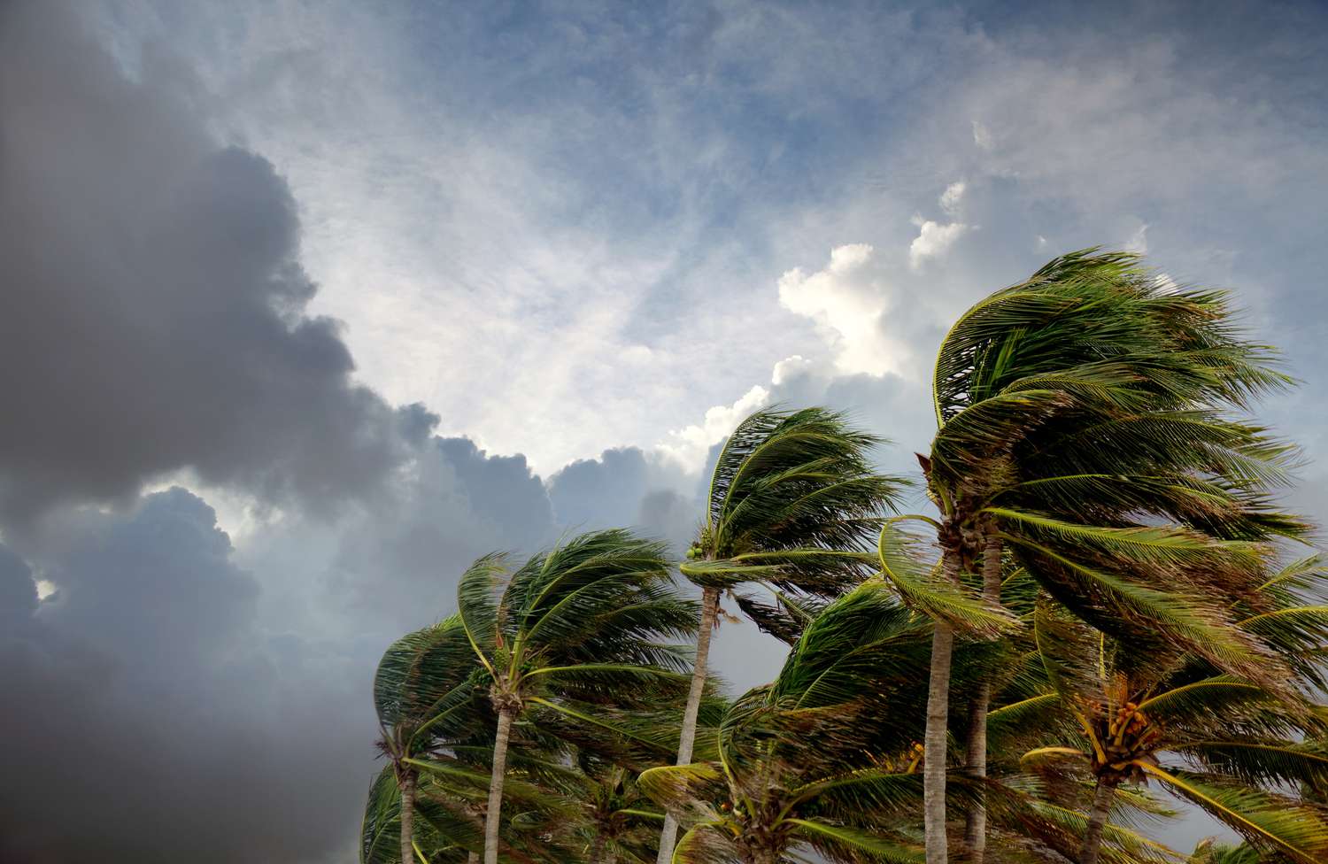 Небо тропического циклона и пальмы на ветру