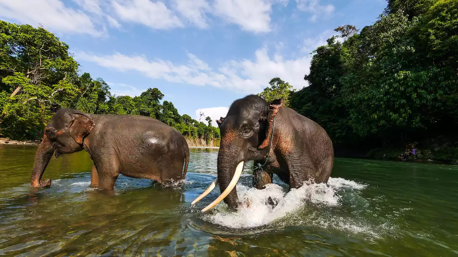 Два слона в воде в окружении зеленой листвы на Северной Суматре