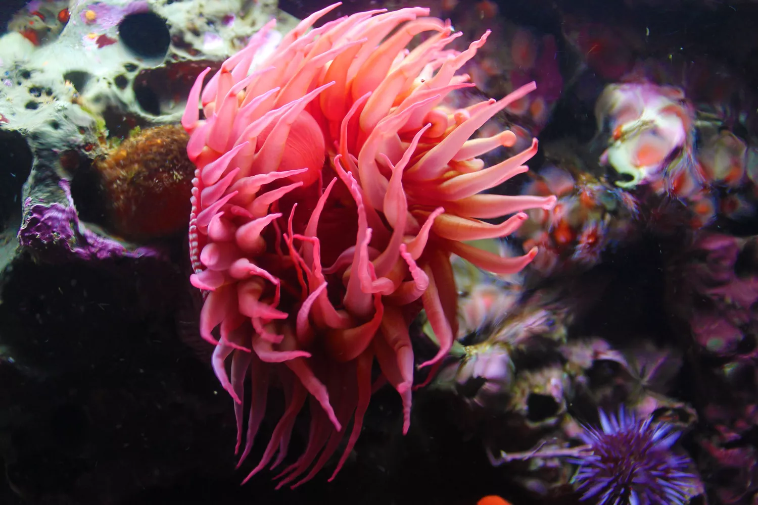 Красивая розовая актиния под водой
