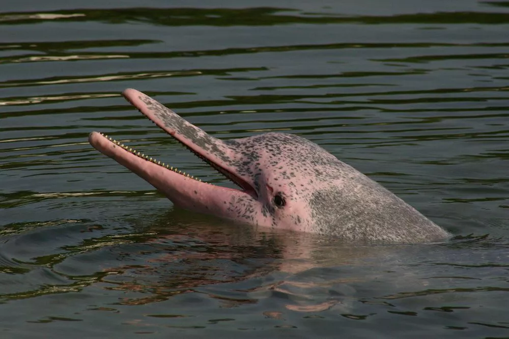Розовый дельфин реки Амазонки с пятнистой кожей высовывает нос из воды