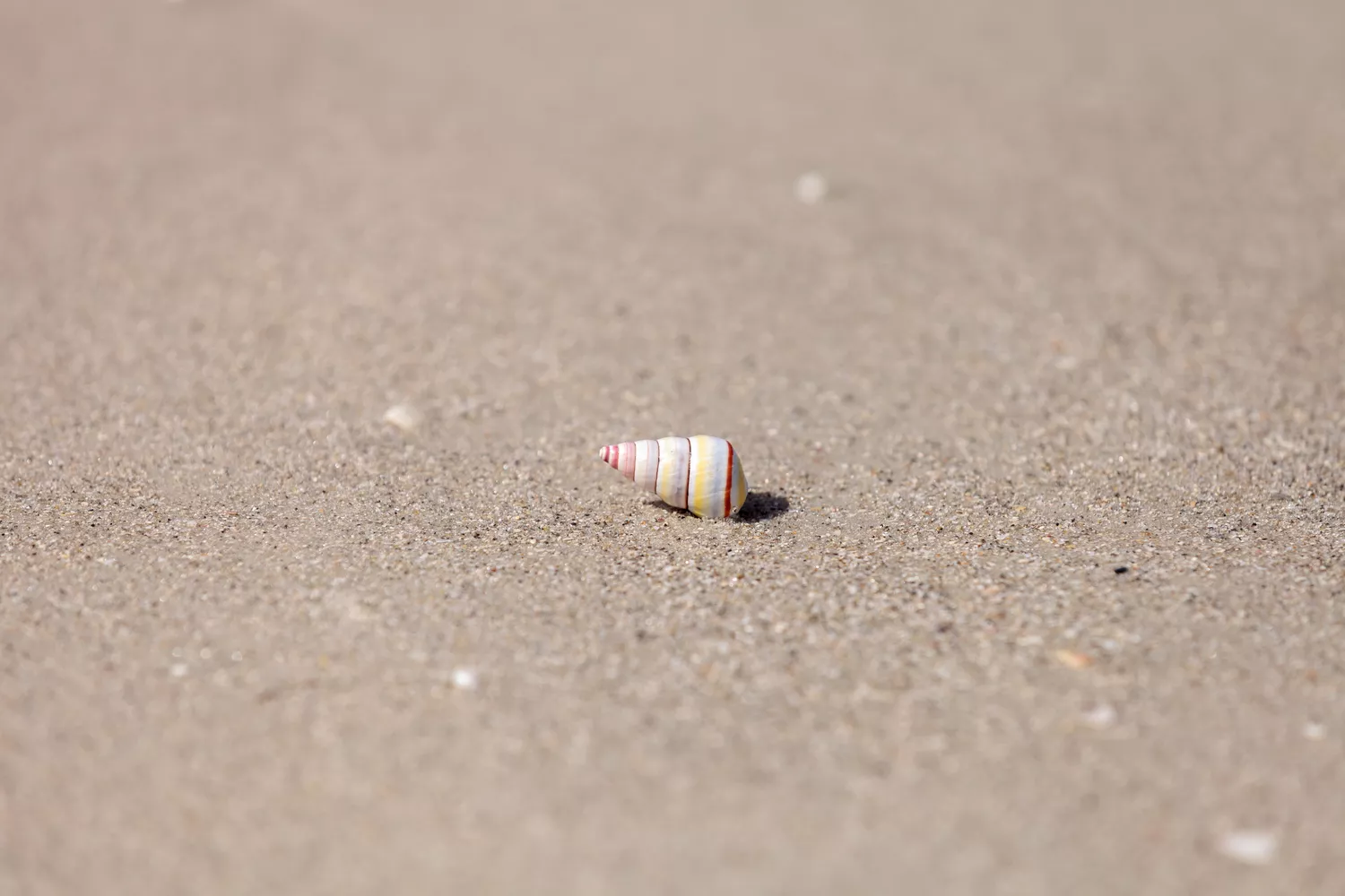 Радужно-полосатая раковина улитки-карамельки на песке