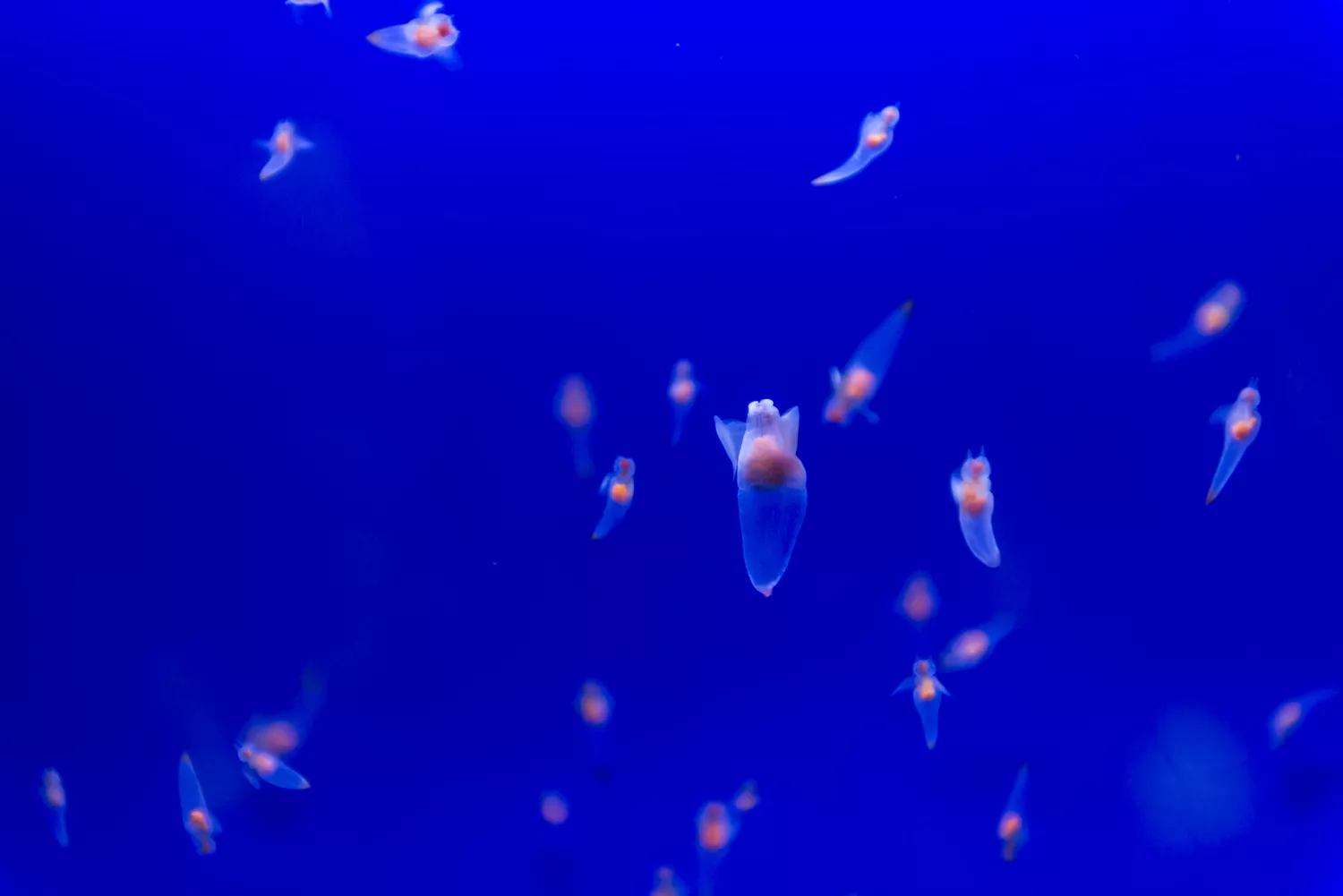 Группа плавающих морских бабочек