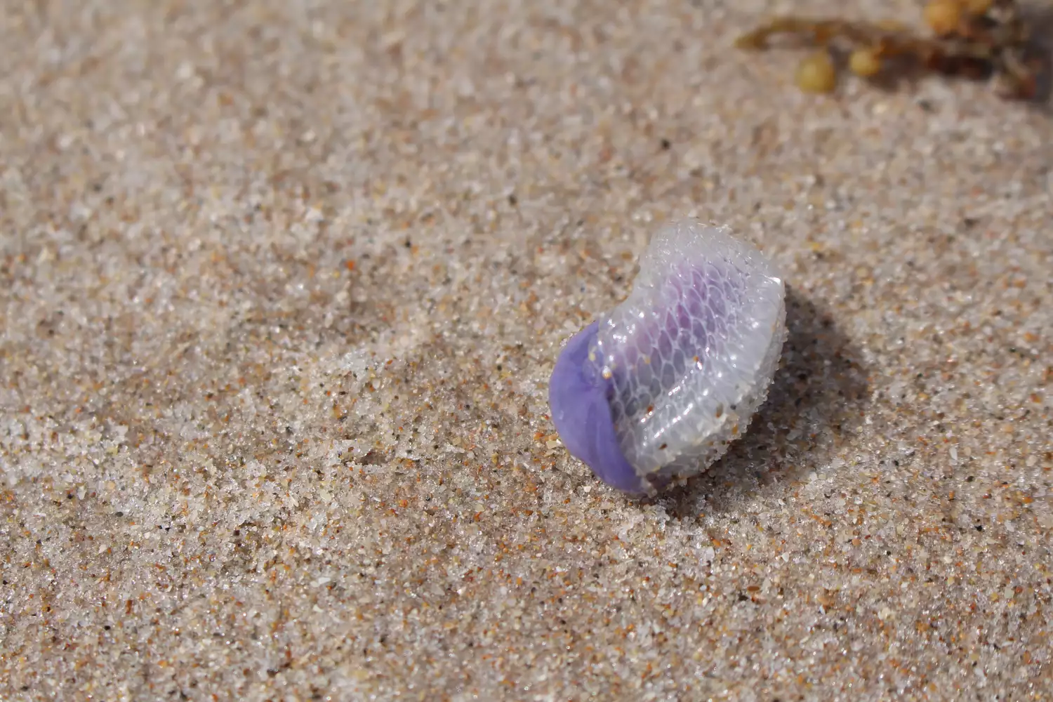 Фиолетовая морская улитка с надутым на песке «плотом-пузырем»
