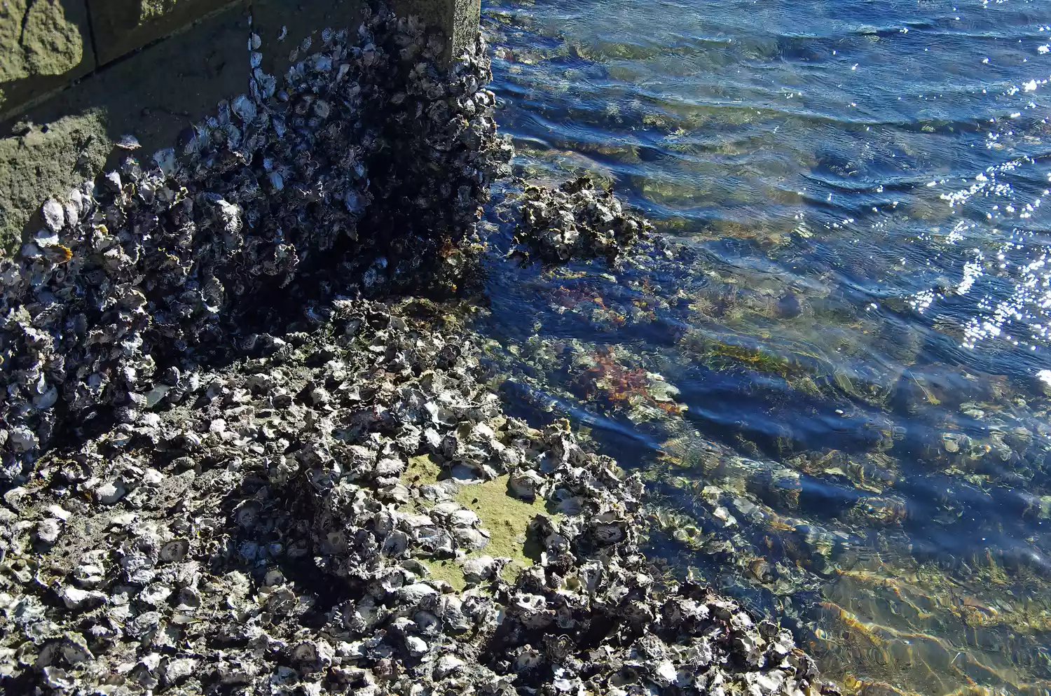 Скопления устриц на камнях и морском дне во время отлива