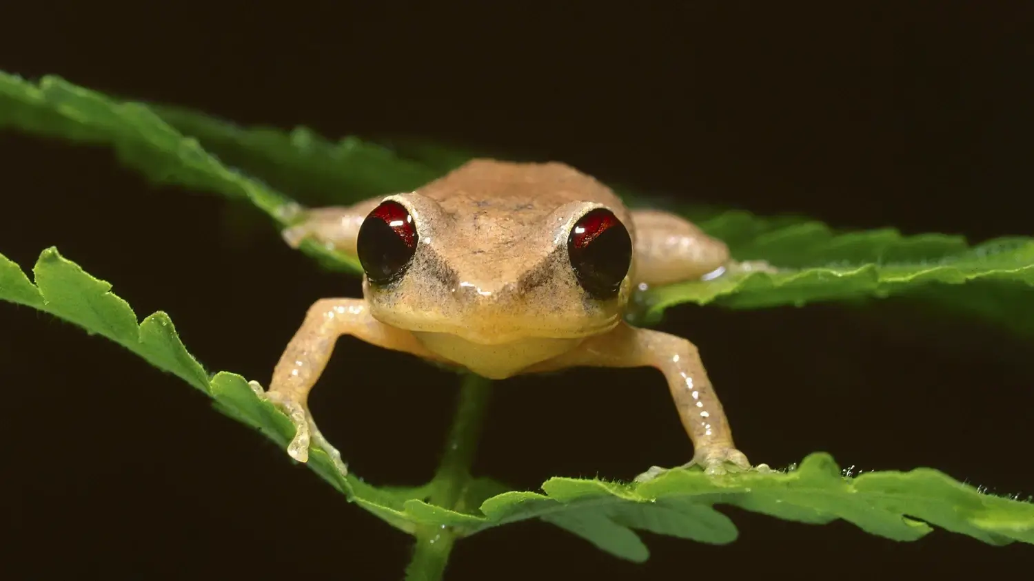 Крошечная лягушка с массивными глазами и коричневым телом на листе