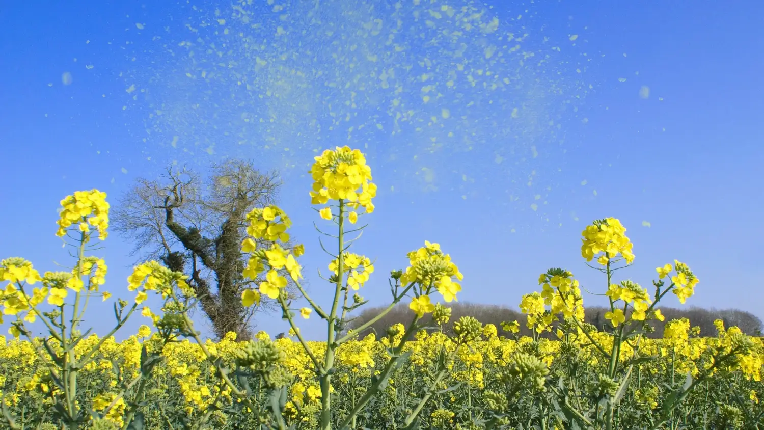 Выделение пыльцы из желтых цветов на фоне голубого неба