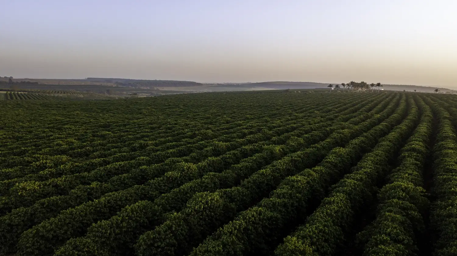 Кофейная плантация на восходе солнца с зелеными полями и пальмами на заднем плане