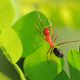 Как муравьи-солдаты превращаются в кормильцев? Исследование