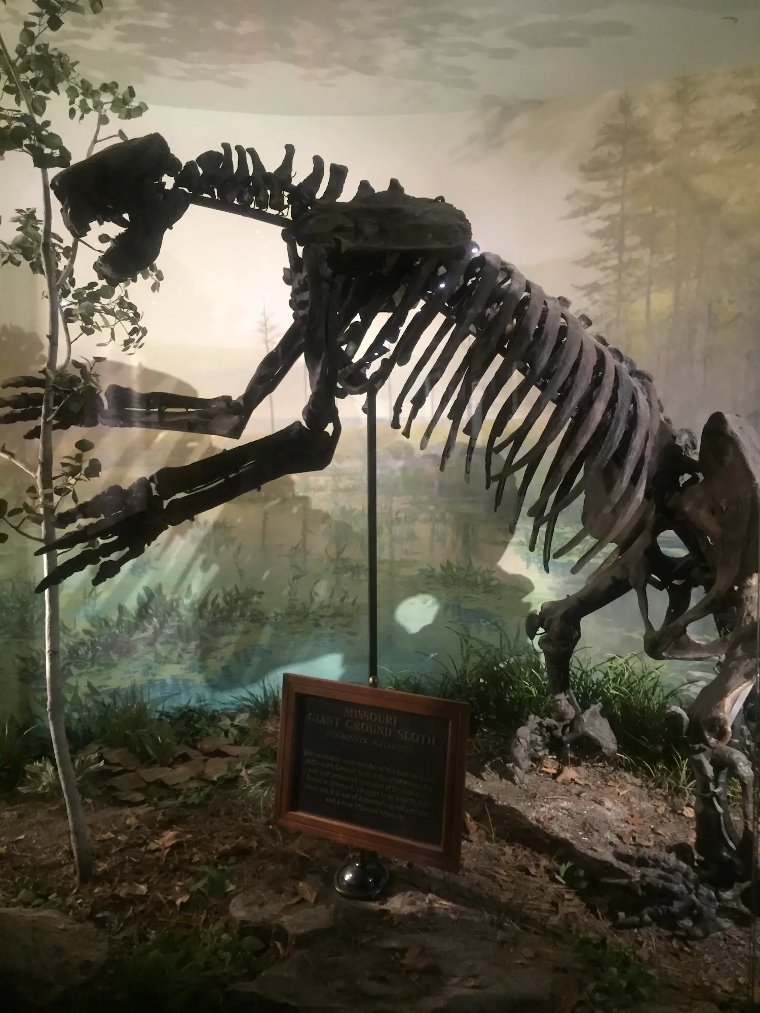 Скелет гигантского наземного ленивца (Megalonyx jeffersonii)