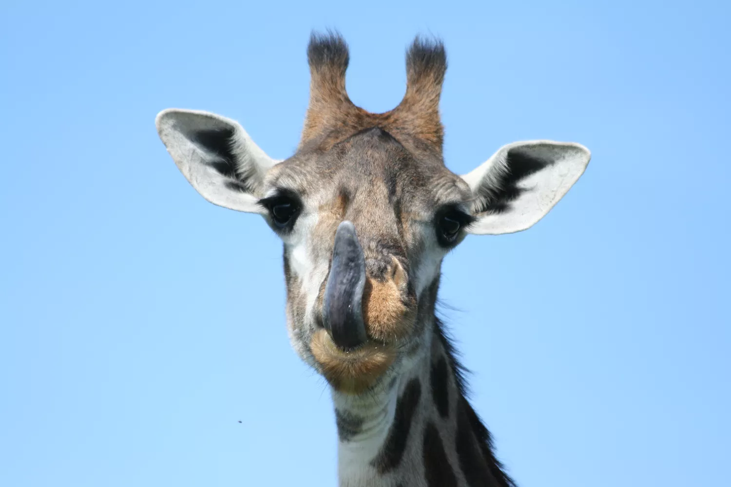 Жираф высовывает язык