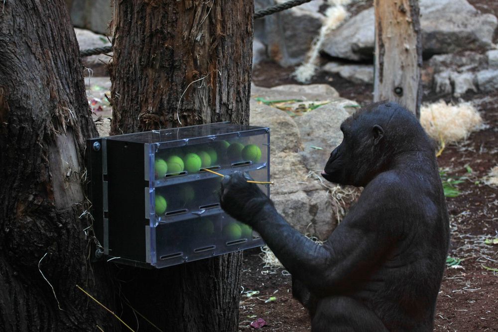 Шимпанзе вставляет палку в прозрачную коробку с теннисными мячами