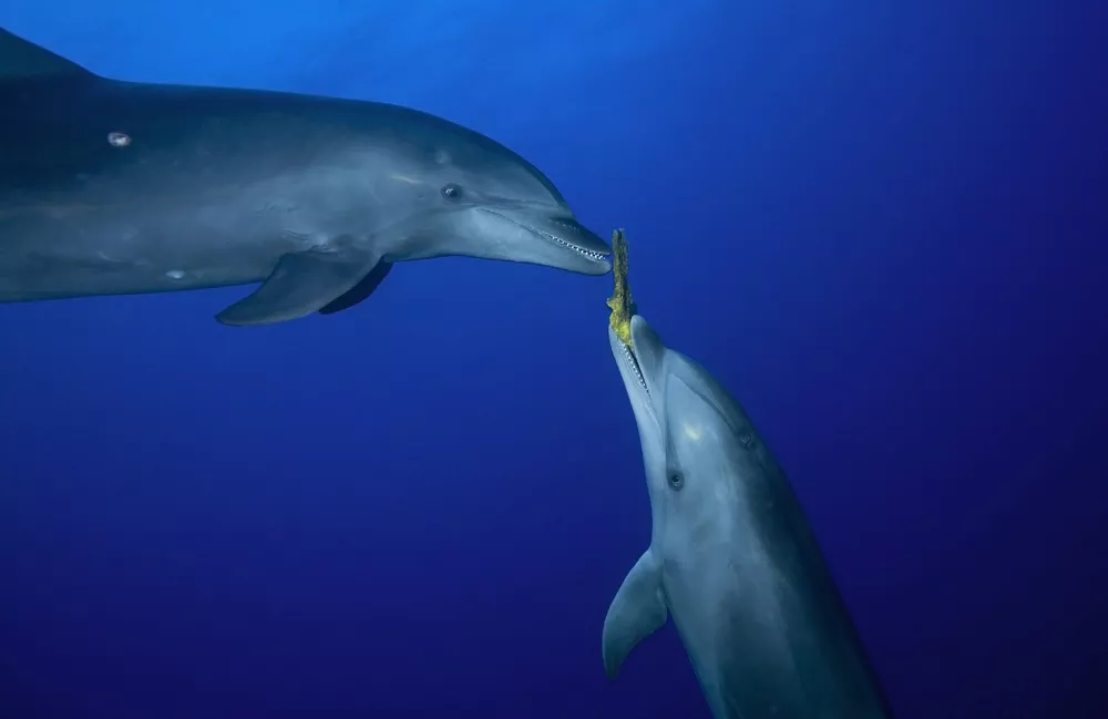Два дельфина, один из которых держит во рту губку