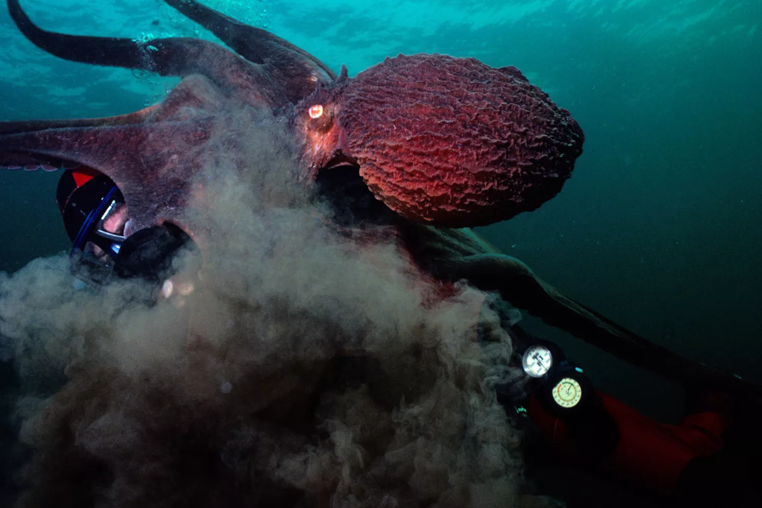 Подводный красный осьминог, выпускающий темные чернила на дайвера