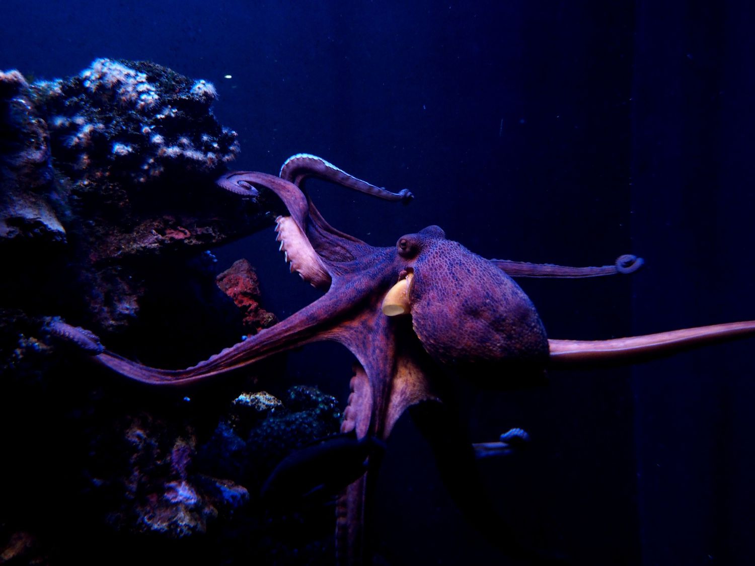 Крупный план розово-фиолетового осьминога, плывущего под водой ночью