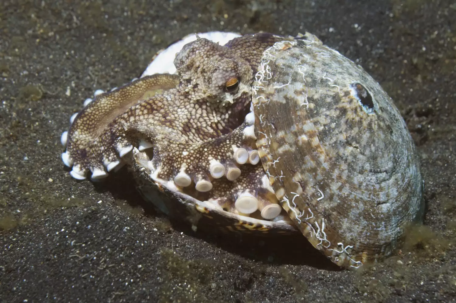 Кокосовый осьминог (Octopus marginatus) прячется в раковине